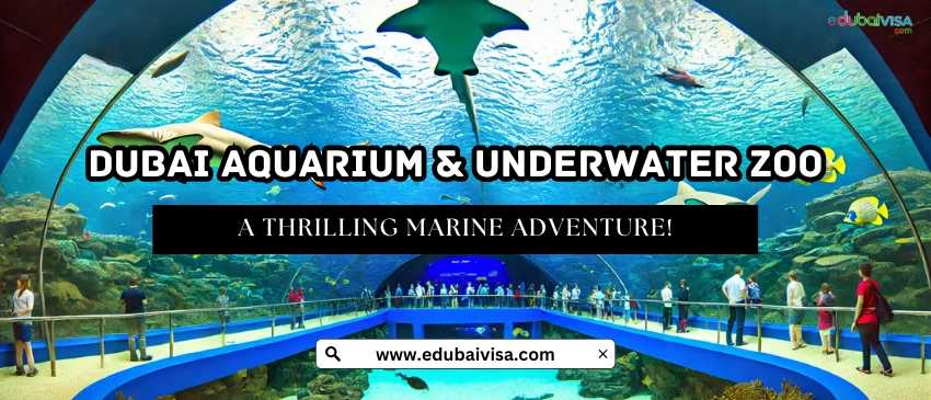 Dubai Aquarium & Underwater Zoo: A Thrilling Marine Adventure!